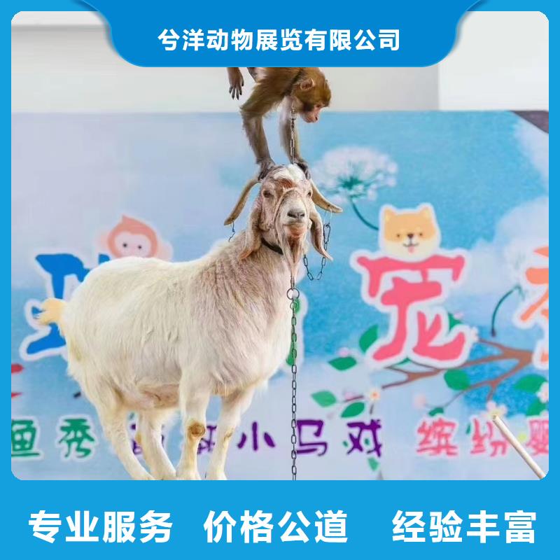 出租羊驼公司