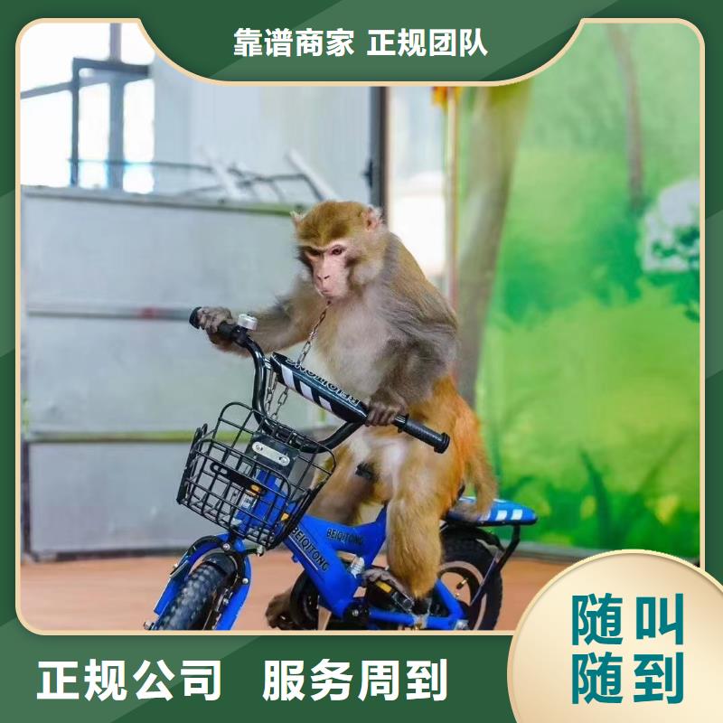 哪有出租马戏团表演的服务全国
