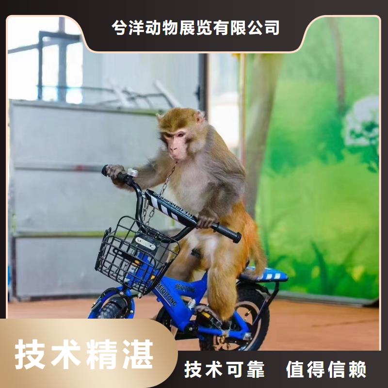 哪有租赁羊驼的庆典暖场