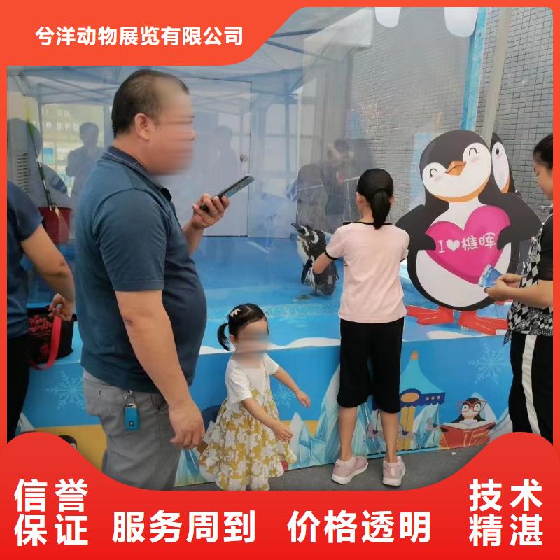 美人鱼表演出租哪里有