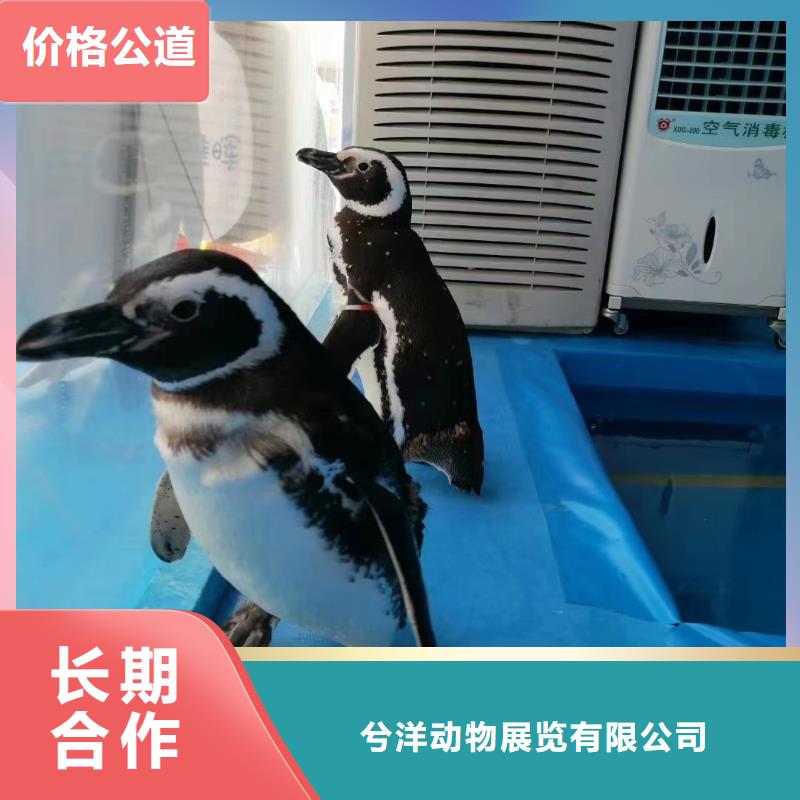 租赁美人鱼表演活动