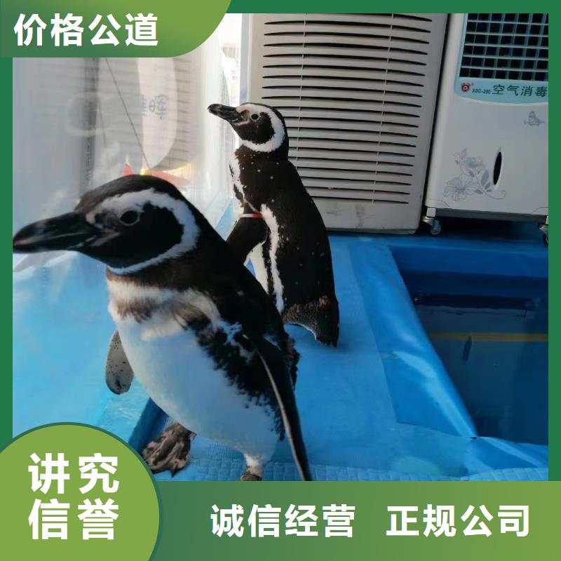 美人鱼表演出租
