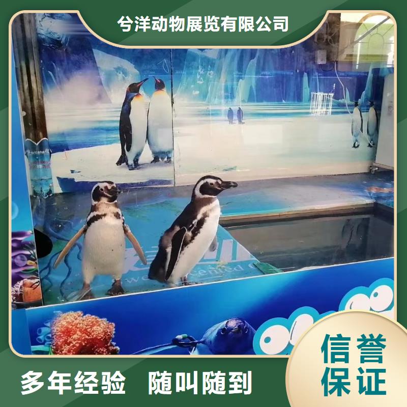 海狮表演出租公司