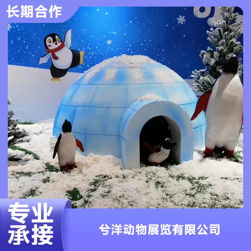 美人鱼表演租赁海洋馆