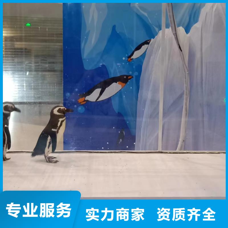哪有出租企鹅的诚信厂家