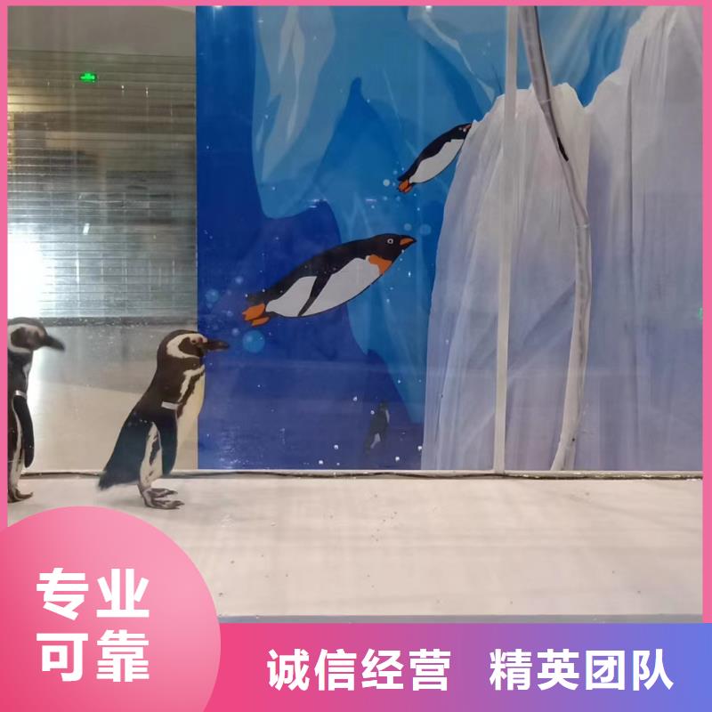 海狮出租公司丰富多彩