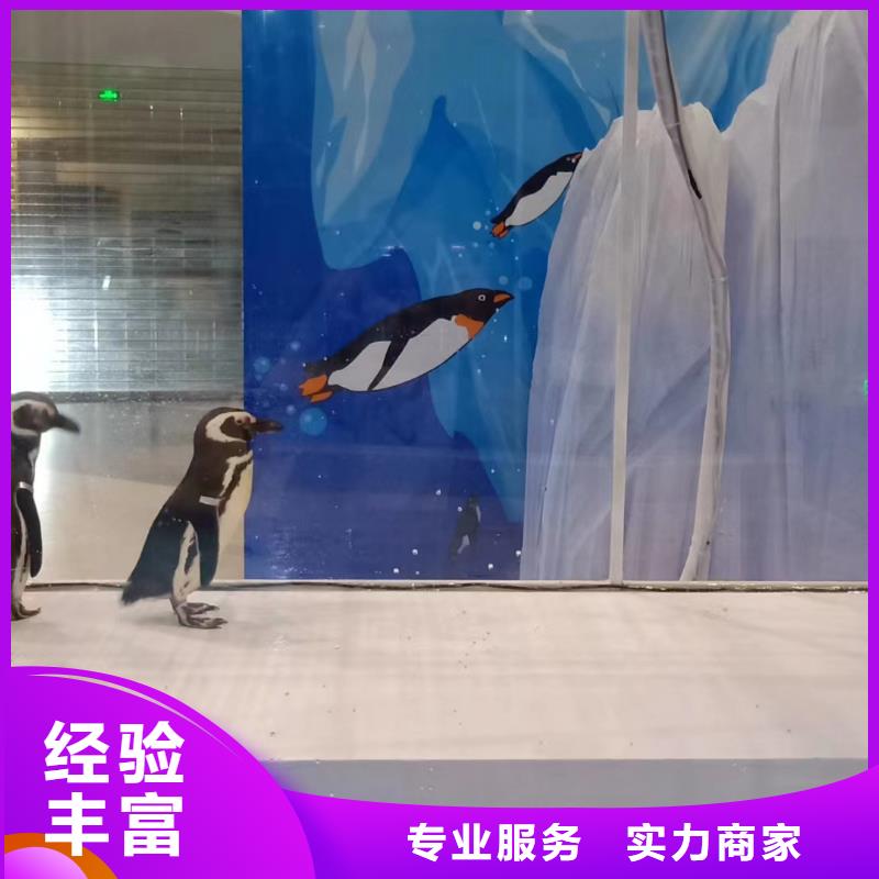 美人鱼表演出租联系方式