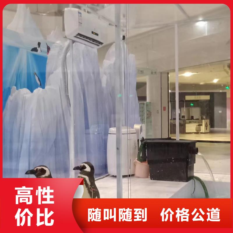 海洋主题动物表演企鹅出租高品质