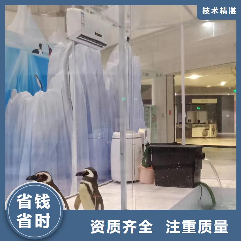 海洋主题动物表演动物展览秀随叫随到