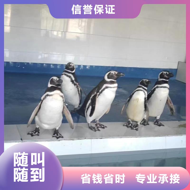 海洋主题动物表演杂耍演出诚信放心