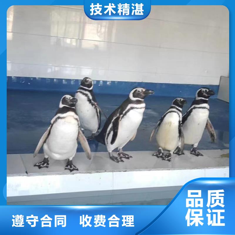 哪有出租海狮的活跃气氛