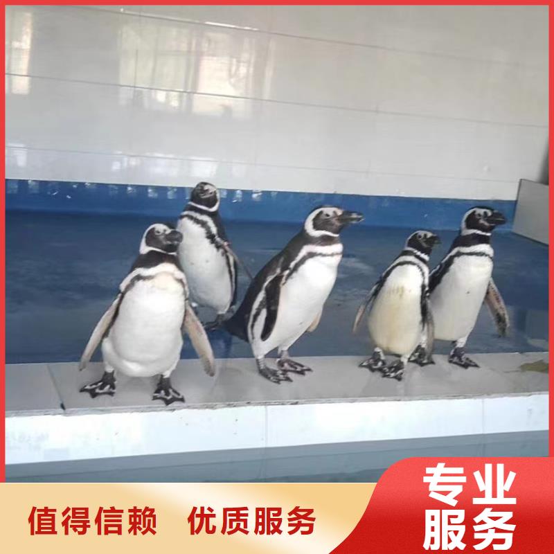 哪里有出租企鹅的创意方案