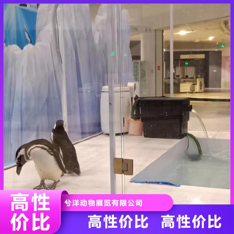 租赁美人鱼表演活动