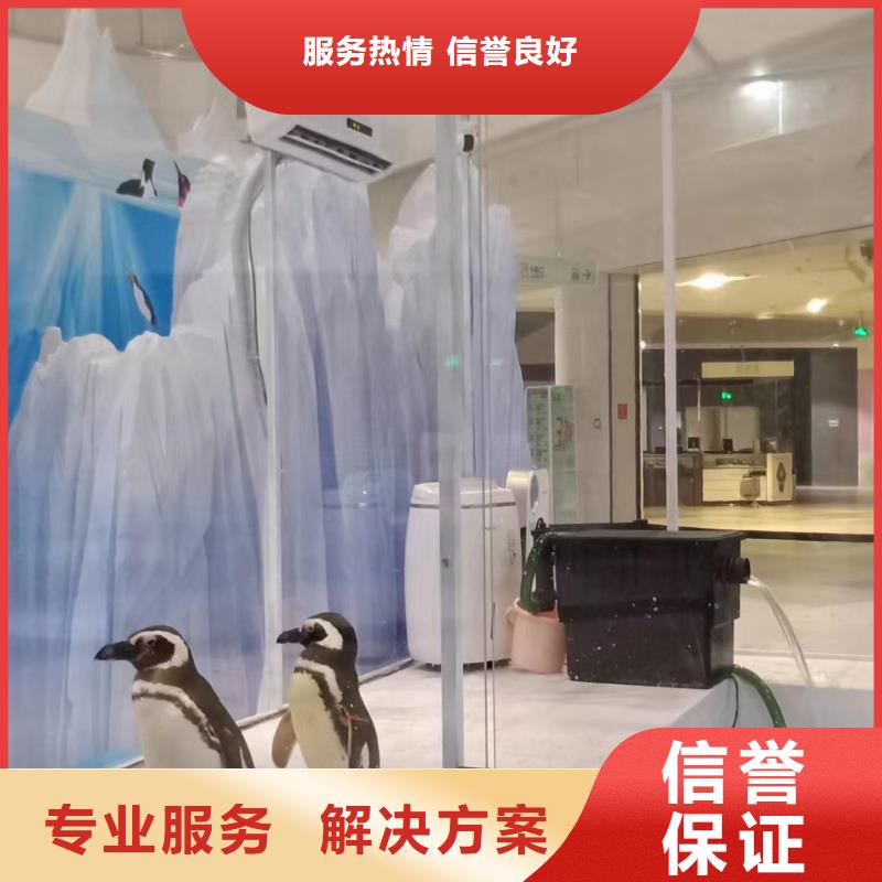 海洋主题动物表演海豚表演