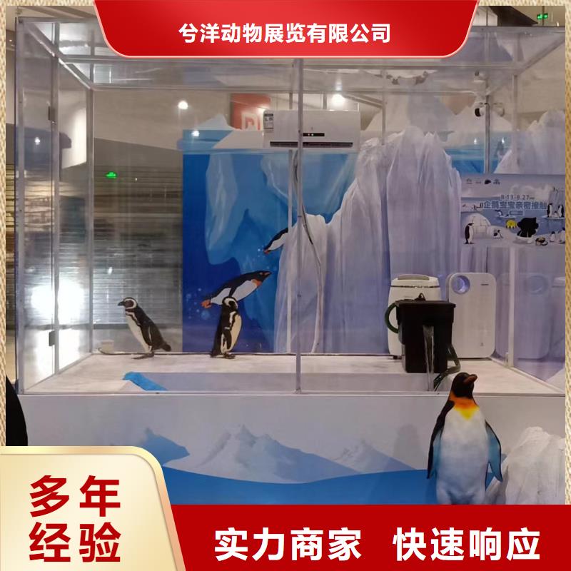 海狮出租公司丰富多彩