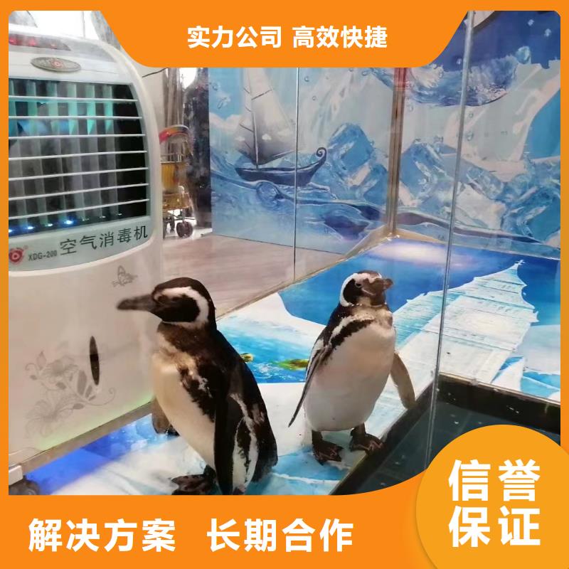 哪里有出租海狮表演的免费资源