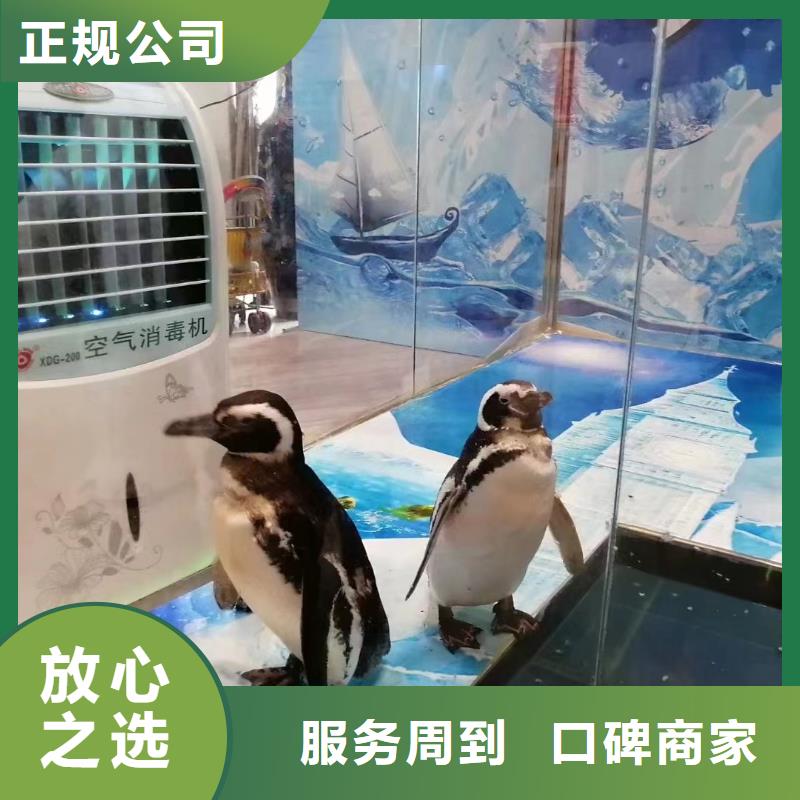 租赁海狮表演免费策划