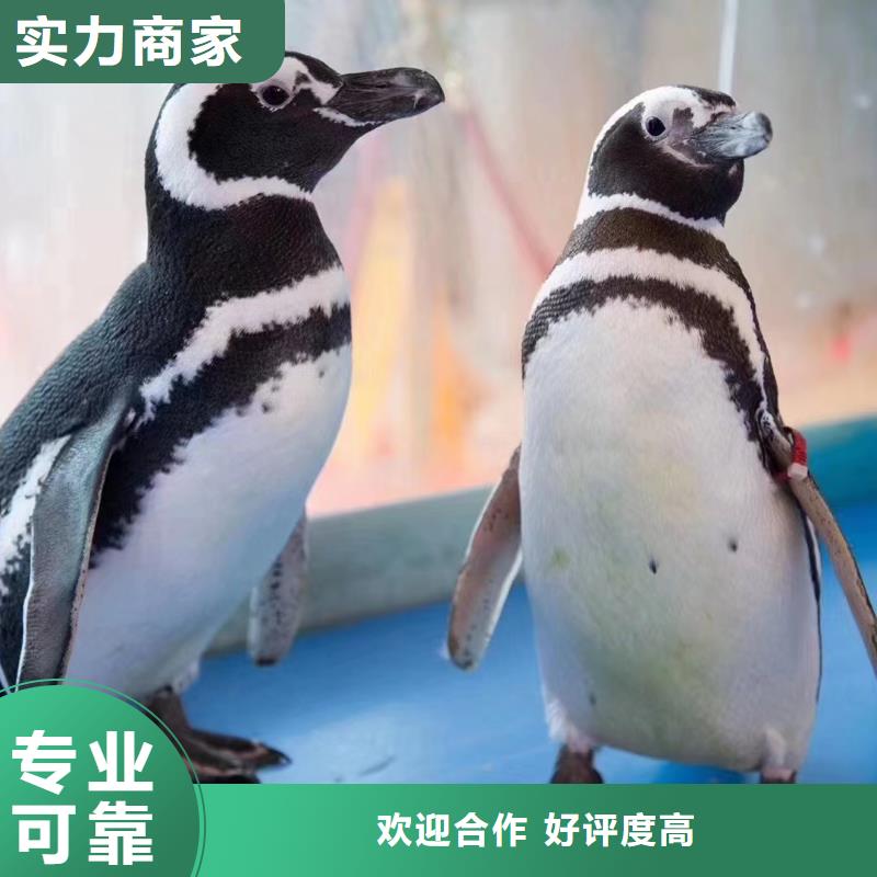 美人鱼表演租赁海洋馆