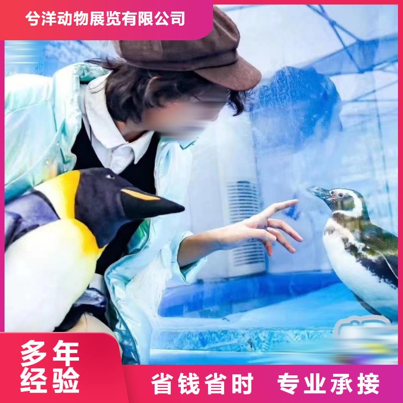 企鹅展览暖场活动