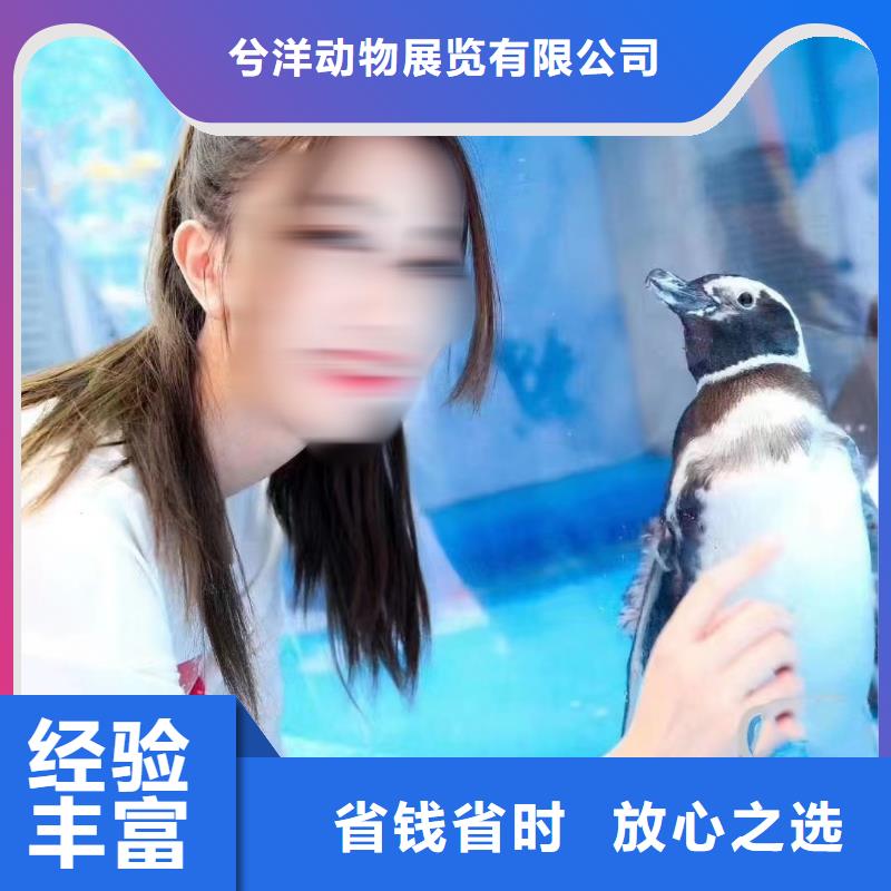 海狮表演租赁附近