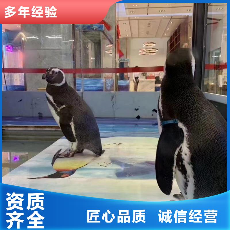 租赁美人鱼表演活动