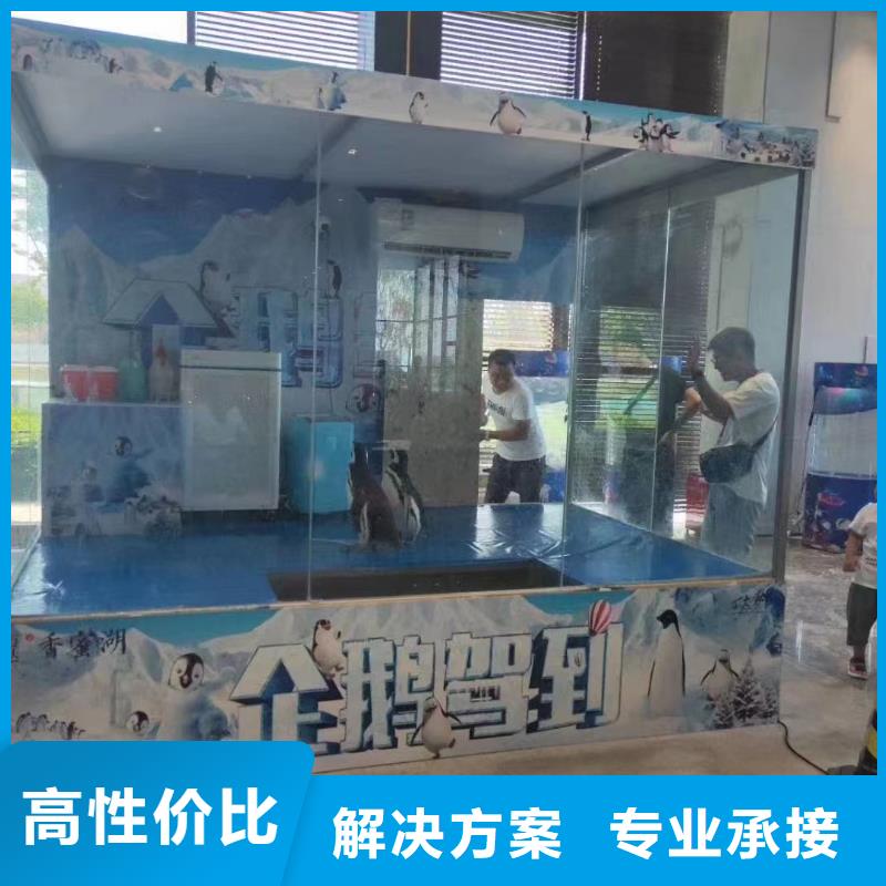【海洋主题动物表演】-【海狮表演租赁】随叫随到