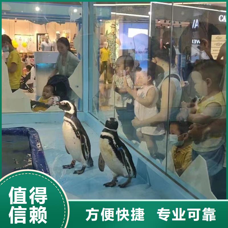 哪有出租海狮的活跃气氛