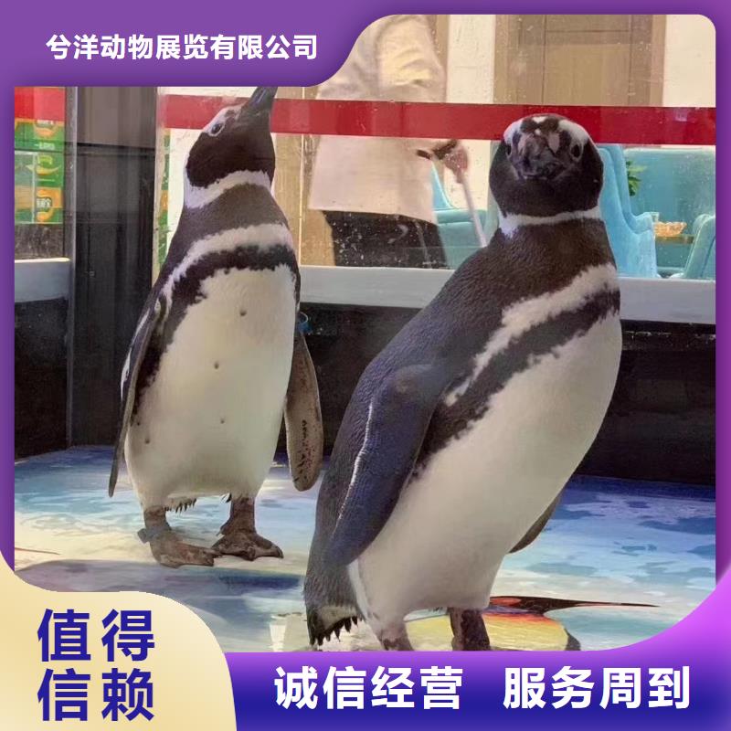 企鹅出租海洋馆
