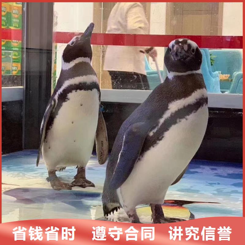 哪有出租海洋展的