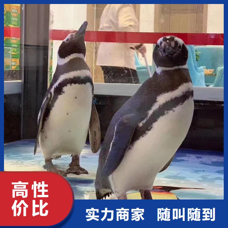 海洋主题动物表演出租表演羊驼放心
