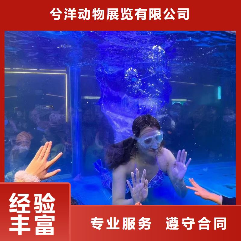 美人鱼表演租赁图片