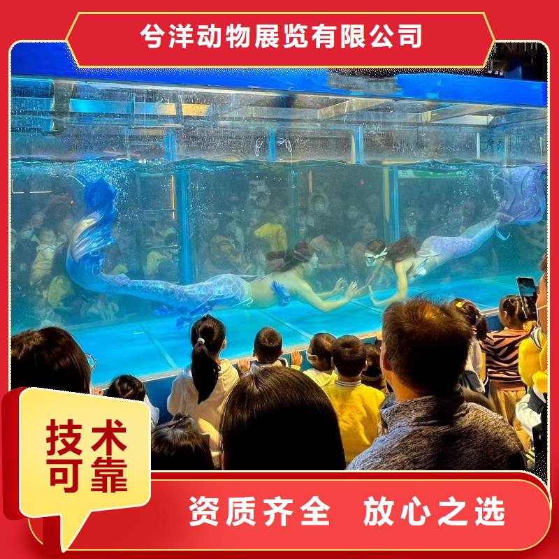 出租海狮表演活动庆典