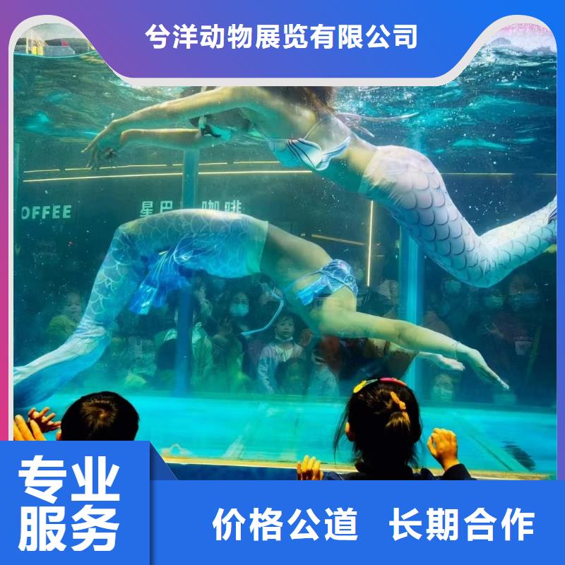 美人鱼表演出租
