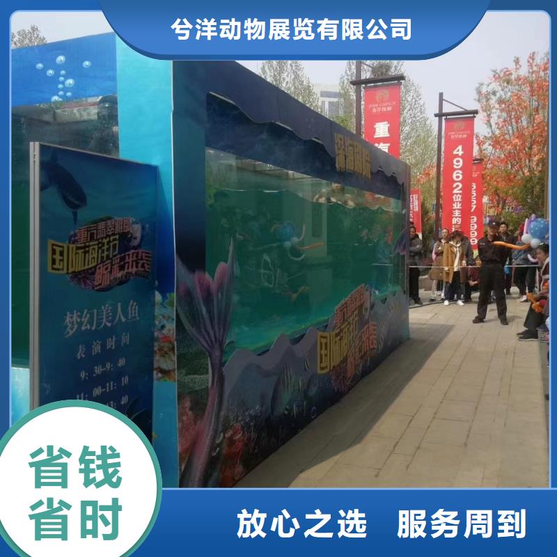 租赁海狮表演活跃气氛