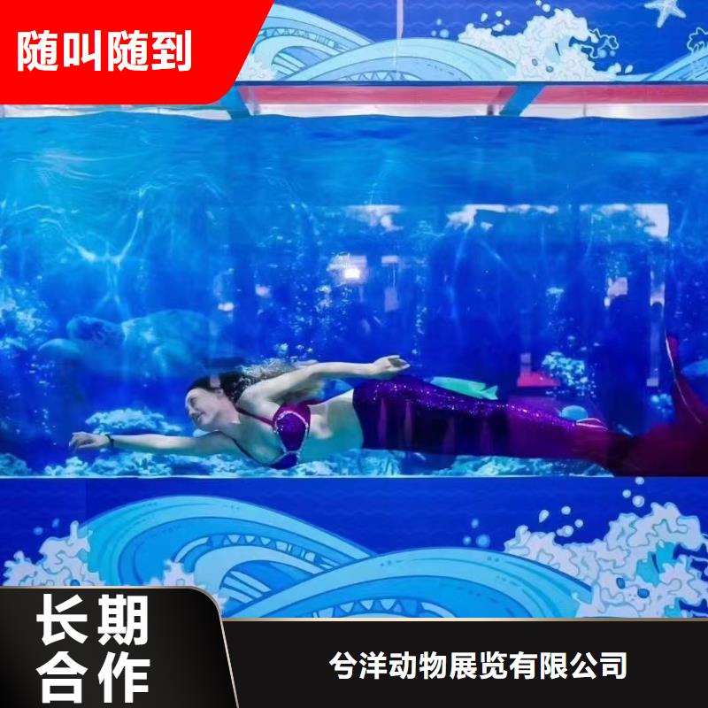租赁海狮表演活跃气氛