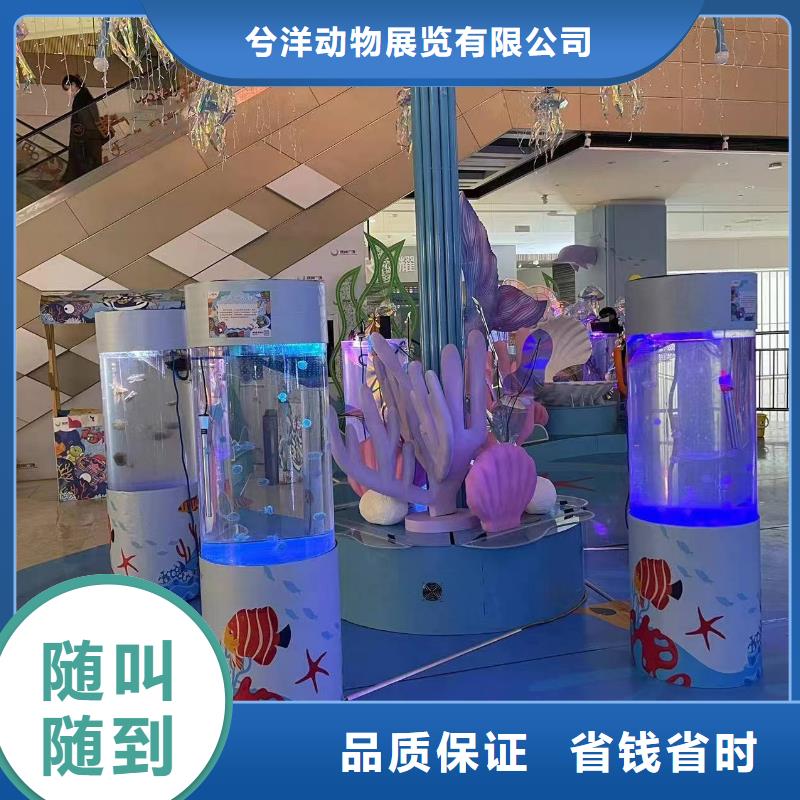 【海洋主题动物表演】-【海狮表演租赁】随叫随到