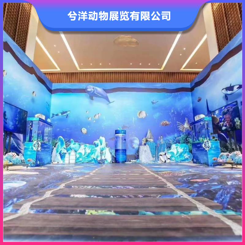 海洋主题动物表演动物展览秀随叫随到