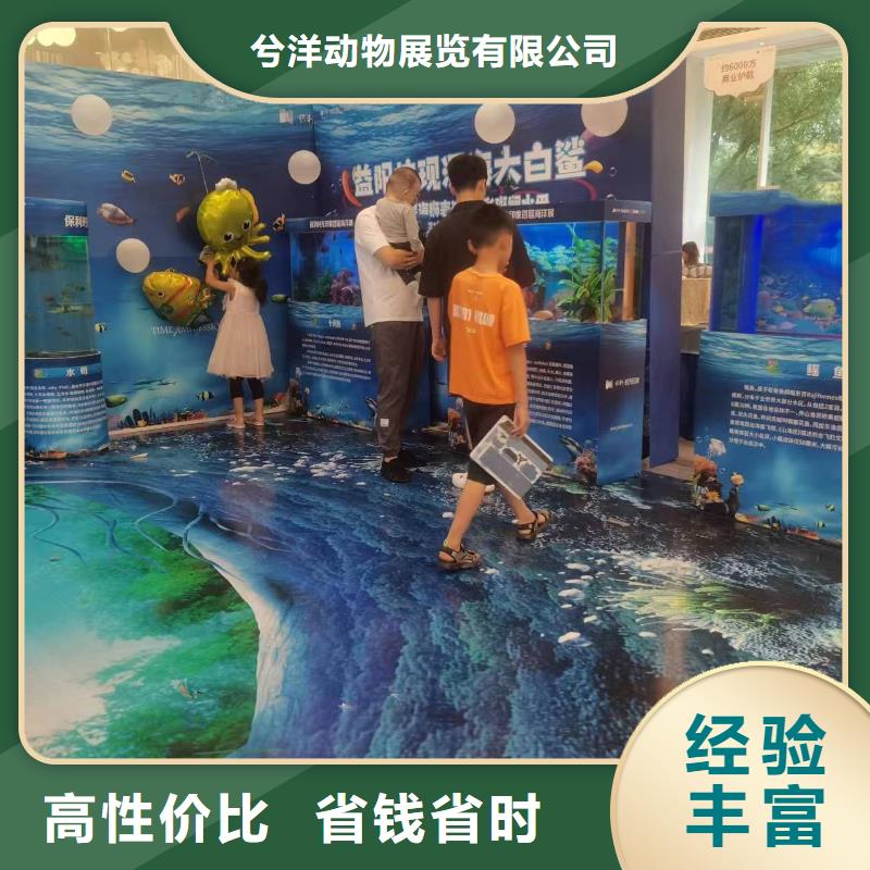 海洋主题动物表演【出租企鹅表演】注重质量