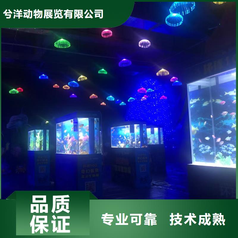 海洋主题动物表演动物展览秀随叫随到