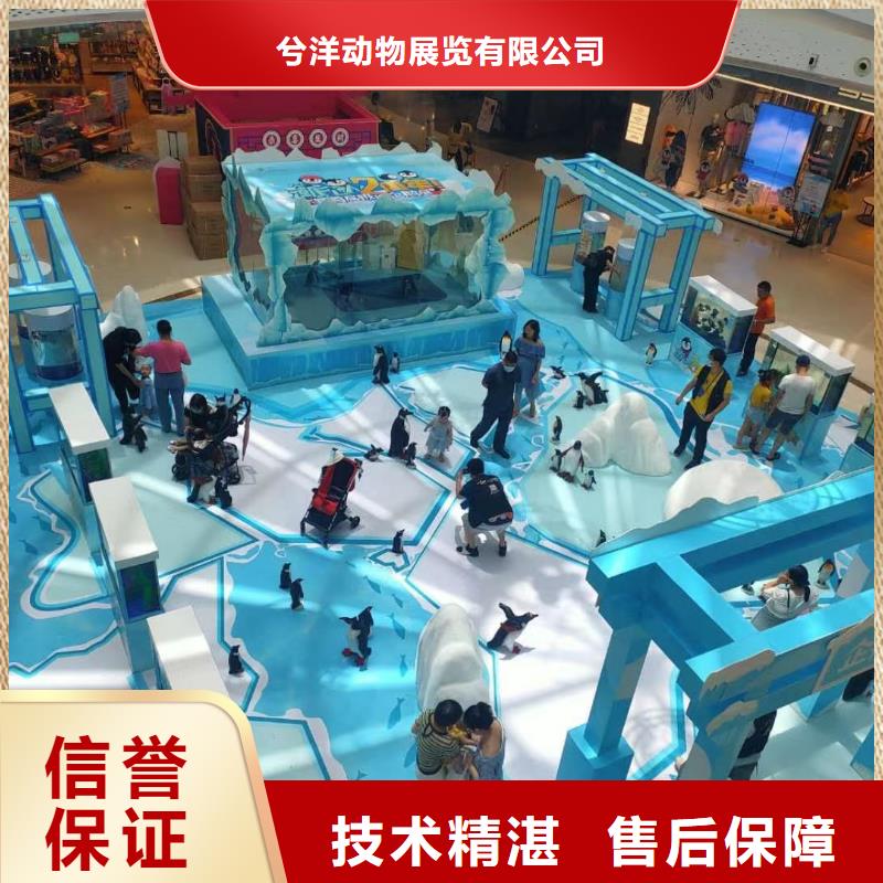 活体企鹅租赁公司资源丰富