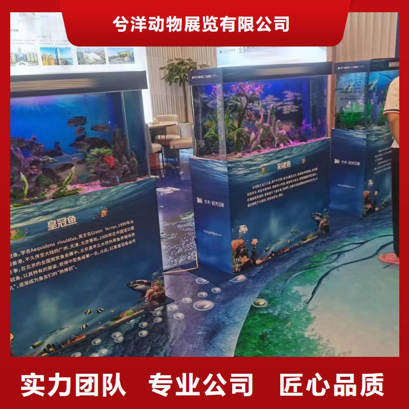 【海洋主题动物表演】_鹦鹉表演出租实力商家