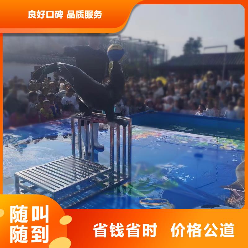 海洋主题动物表演_动物表演齐全