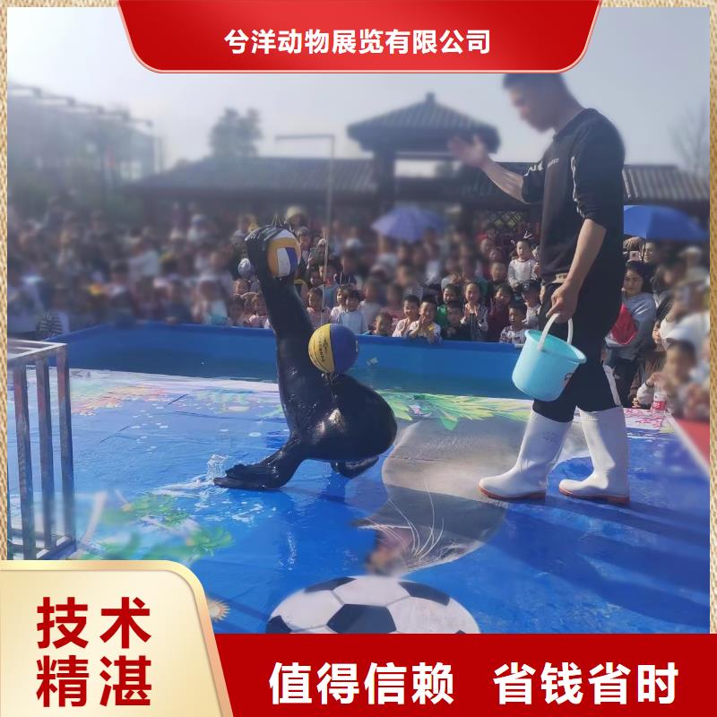 哪有出租美人鱼表演的丰富多彩