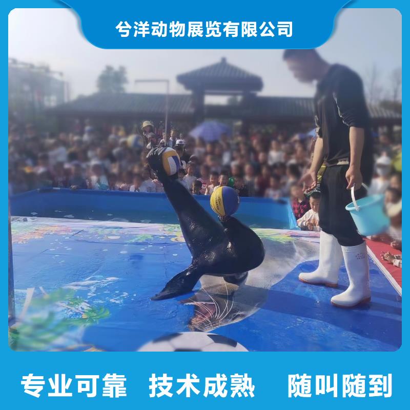 出租企鹅哪里有