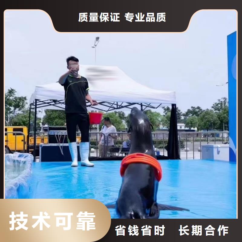 海洋主题动物表演【海狮表演出租】