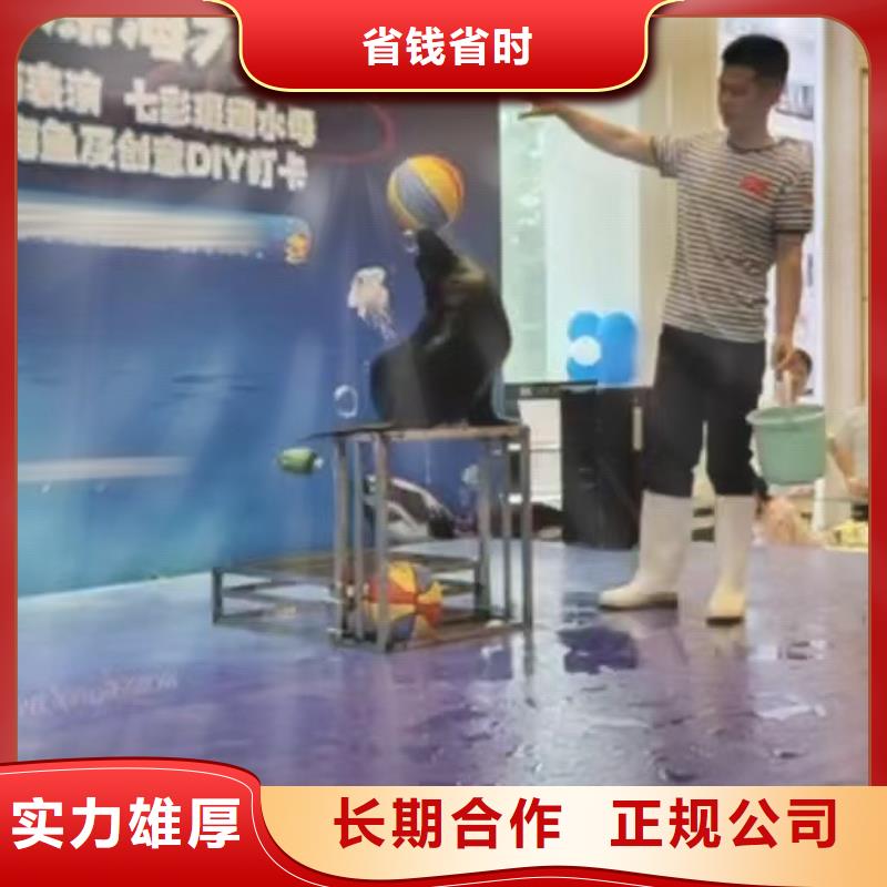 企鹅出租图片