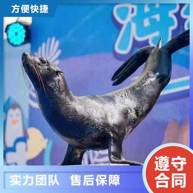 哪里有出租海狮表演的免费策划