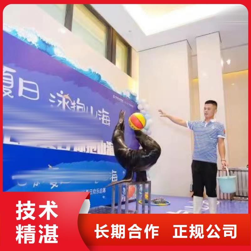 哪有出租企鹅的、哪有出租企鹅的厂家-值得信赖