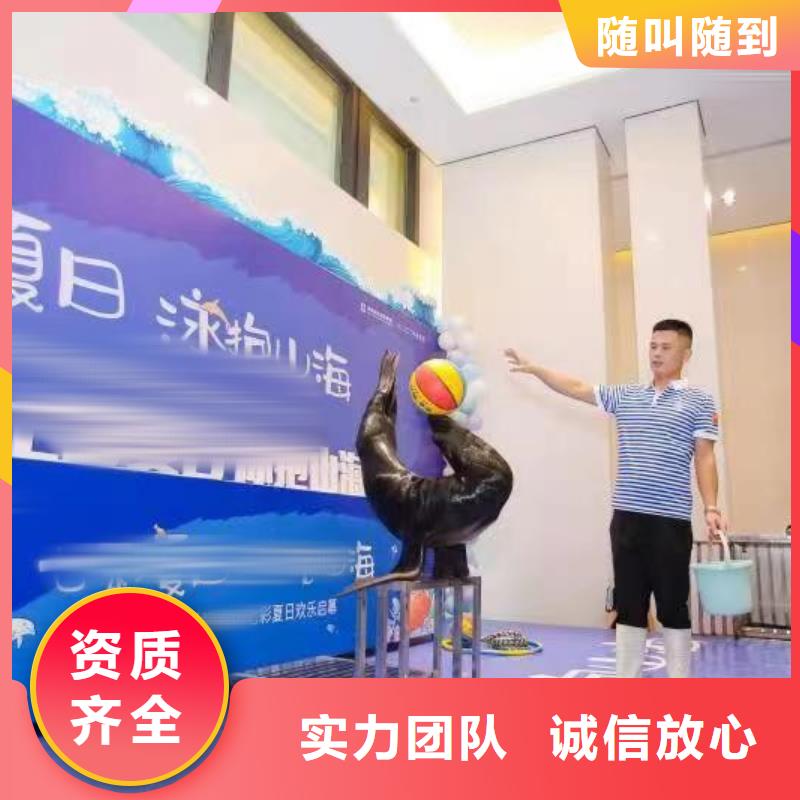海洋主题动物表演企鹅出租表演从业经验丰富