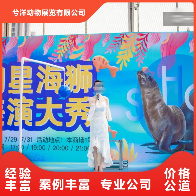企鹅出租图片